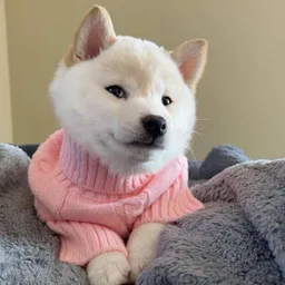 GNOCCHI